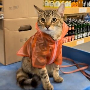 Pet cat/dog raincoat orange  XXS used in good condition